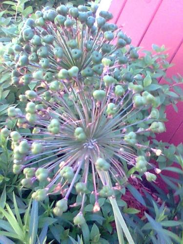 Green Flower - Green flower that's growing in my bakeyard.