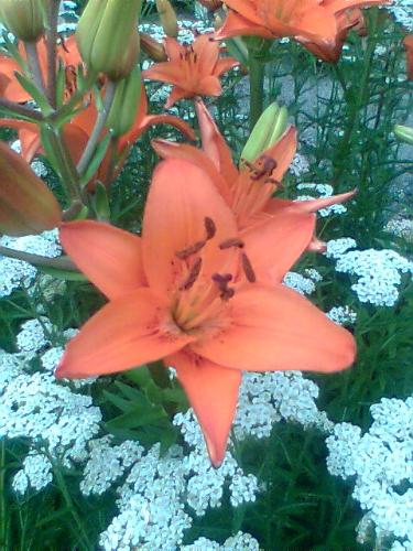 Tiger Lily - Tiger Lily that's growing in my backyard.