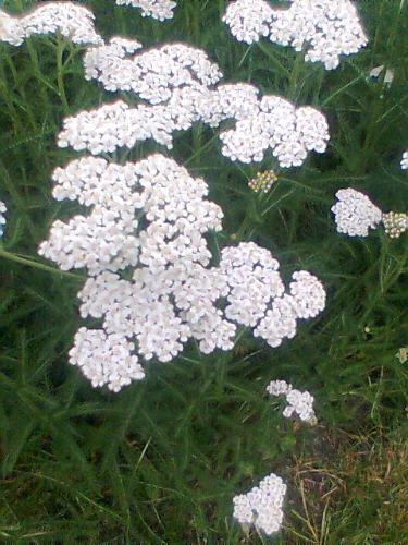 White Flower - White Flower's growing in my backyard.