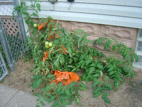 lots of tomatoes! - I never know a plant could have so many fruits.