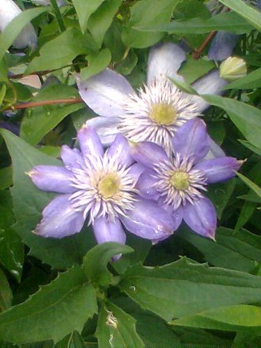 Purple Flower - Purple Flower that's growing in my backyard.