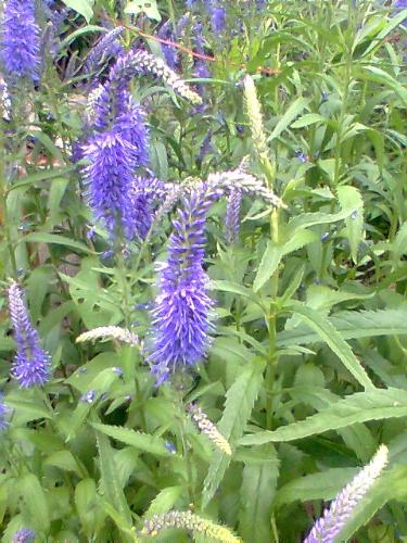 Fuzzy Purple Flower - Fuzzy Pueple Flower that's growing in my backyard.