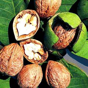 walnut - walnut my favourite dry fruit