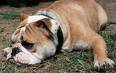 bulldog - Known as the national symbol of Great Britain. The characteristics of a perfect Bulldog are medium size, smooth coat, heavy, thick-set, low-swung body, massive short-faced head, wide shoulders and sturdy limbs. An ideal pet as he loves to be in the company of his family. He adores children and make an excellent companion to them because of his gentle, sometimes stubborn nature. He is a laid-back, loyal good natured and undemanding companion who would make a great companion for the elderly who do not want to feel guilty for not walking him or the 'couch potato' family. Contrary to popular belief he does not drool, but he may snore