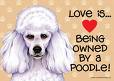poodle  - quote w poodle