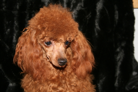 a toy poodle - toy poodle