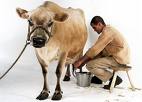 milk - stool milking cow facing forward ...