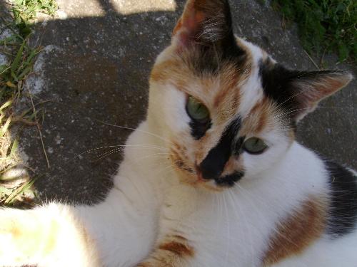 Look into my green eyes ! - And tell me if you see the rainbow :)