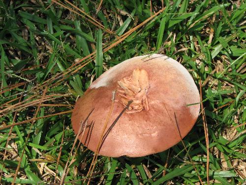 Mushroom found in my yard - This mushroom was photographed in my front yard. It is one of hundreds of different sizes, colors, and shapes.