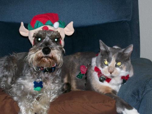 Ready for Santa! - This is a photo of our cat, Shady and our dog, Sunshine, after I dressed them both up for Christmas-time last year. They were both 4 years old in this picture. Don't they look thrilled?! LoL! Sunshine is a miniature schnauzer and Shady is a Calico breed. I bet they can't wait to get dressed up again... Halloween is coming soon! :)