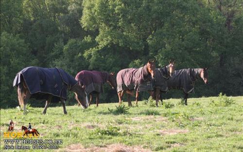 horses - horses grazing