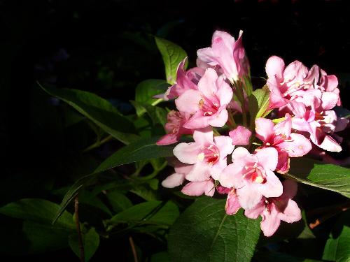 Flowers - Just flowers