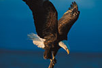 Eagle - Freedom for better health