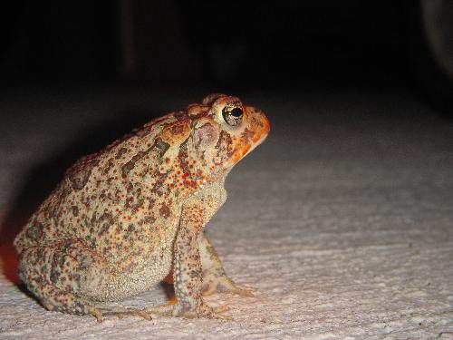 Frog - This frog was very enticing, I had to take a picture of him! He was eating my cat's food!