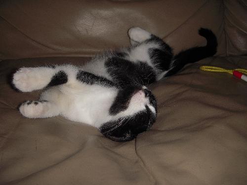 Kitten - This is my new kitten, Rascal.