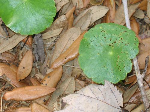 Many-leafed Clover - Interesting ground.