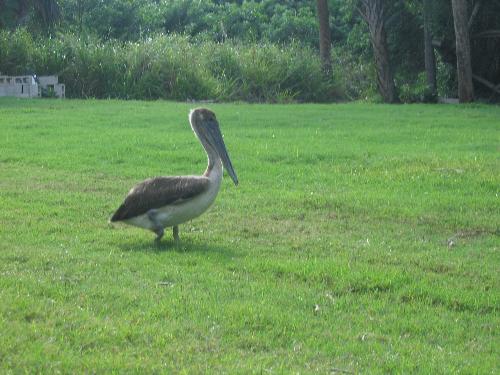 Pelican - He seems lost! In my backyard, that's Florida for you!