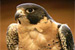 eye of an eagle - always caution about health