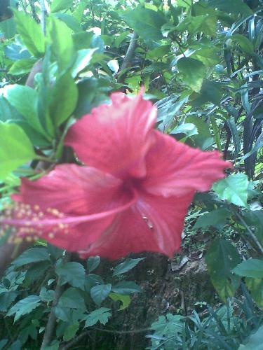 its red - red s passionate...beautiful red...