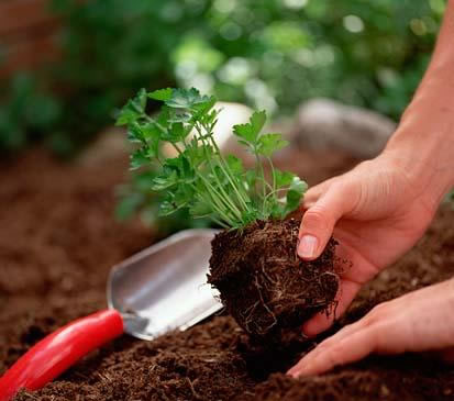 parsley in garden - would you love to have a parsley plant in your garden?