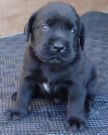 potty training  - puppy potty