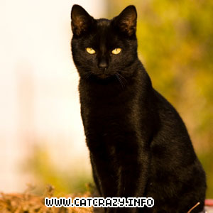 Black Cat - Black Cats are one of my favourite pets ever. I don't believe that they bring bad luck they're just simply animals that has different color.