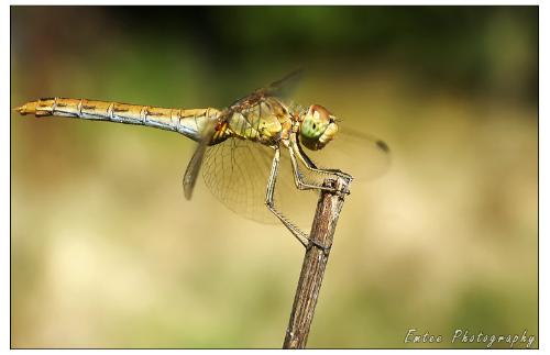 a dragonfly - photo of a dragonfly. http://emtee-photo.blogspot.com - my photoblog.