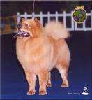 chow chow - The Chow Chow is a member of the spitz family and has been native to China for more than 2000 years. He is a masterpiece of beauty and dignity, unique in his blue-black tongue. Chows carry a reputation of been aggressive, but this is undeserved though he is a tenacious fighter if provoked. To their owners and family they are friendly and faithful but strangers beware, making him an excellent guard dog. Because of his thick coat he is unsuited for hot climates. New owners should be prepared for coat care and socialization of their new Chow puppy. He should not be left alone in the backyard.
