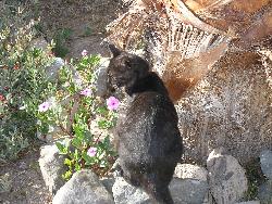 Cleo - Cleo, the older of my two cats. Cleo - Cleo, the older of my two cats.