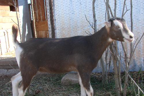 Sofie - LaMancha/Nigerian cross.