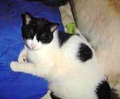 squeakers - One of my cats.