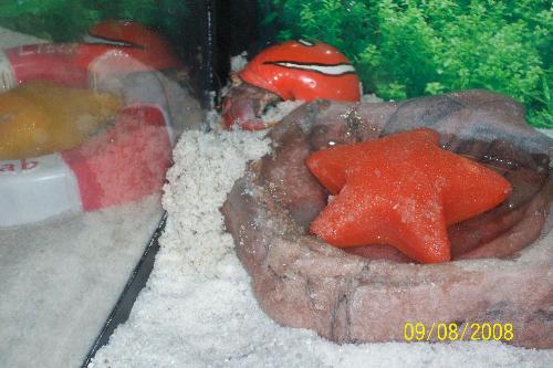 Hermie Crab being silly - Here is my orange Hermie crab making a WET HOLE...he is so silly