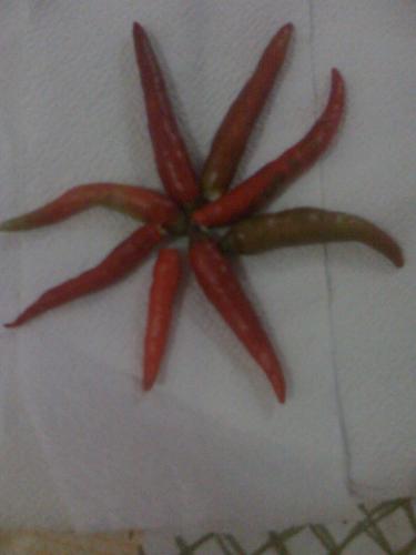 Chili Flower - This is a chili Thai pepper variety, a hotness score of 50K to 100K, wow! my tongue hates that! It is very common here in the Philippines and my husband used to eating this. I am not! but says it is beneficial so I might try one day!