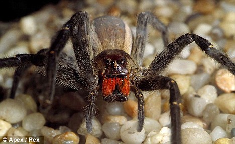deadliest spider - picture of a Brazilian wandering spider, similar to the one found in britain 