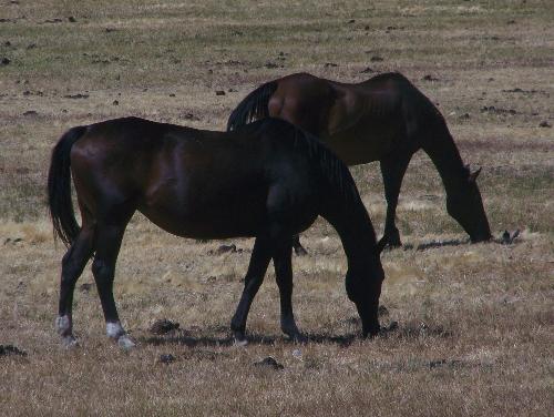 A group of horses grazing in Carson City - A group of horses grazing in Carson City, Nevada