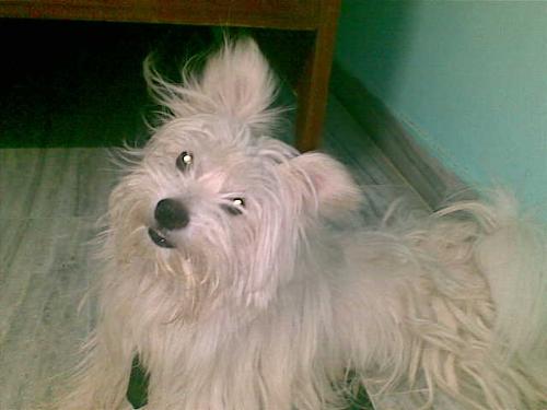 Please see this file and comment  - My Dog Lucky. For more pics, type 'Lucky' in the myLot search bar (Select photo search).