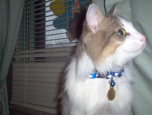 rags - this is my new cat rags.