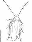 Cockroach - A picture of a cockroach though its not 6 foot like in the story, thank god!!!