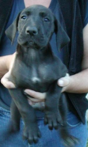 black pup - Great dane puppy