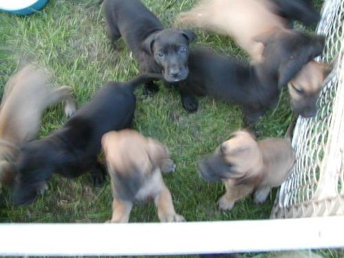 puppies - Here's a shot of all the pups