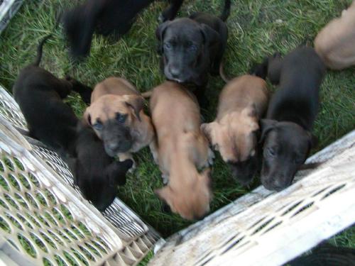 puppies - great dane pup litter