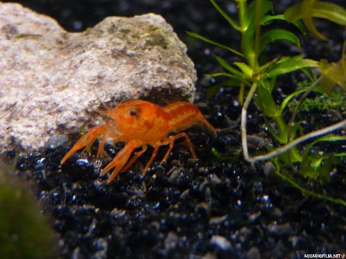 a beautiful CPO - A CPO in a fresh water aquarium