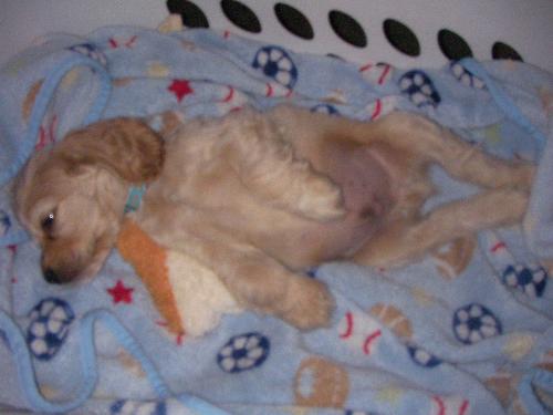 cocker spaniel puppy - At 6 weeks old my cocker spaniel was so spoiled. He loves sleeping with his blanket in a laundry basket!
