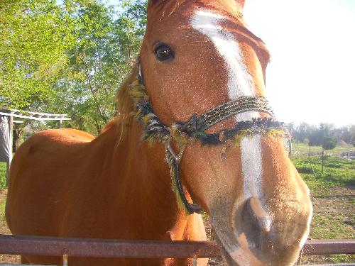 horse - This is my horse NaSay. My son named her because that is what she says NAAAAY!