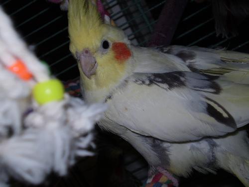 Bird - Best photography of a bird ever! I love birds and this is my aunt's bird.