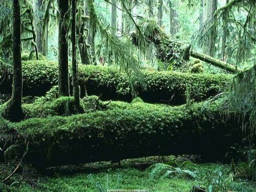 ENVIROnment - what do you think if our world is greener than ever..