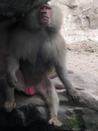 Baboon - Saw this in Singapore zoo~ haha
