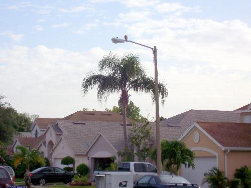 The Falcon - This beautiful bird has decided to make its home in my community. Both he and his mate come by everyday. He is a beautiful brown and white color and is very camara shy. He has been known to help himself to the eggs of other birds.