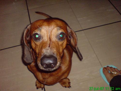 my max - my red hiared dachshund, Max.