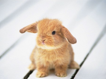 wabbit - i wish this rabbit is my pet and he never grows up